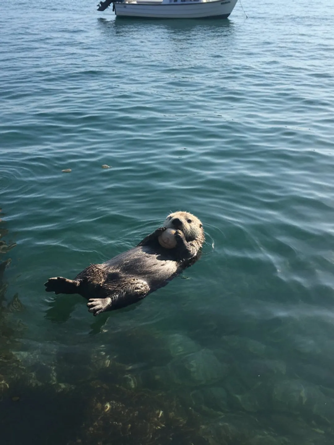 A handheld photograph of a sea otter floating on its back in a green harbour, a moored boat behind it.