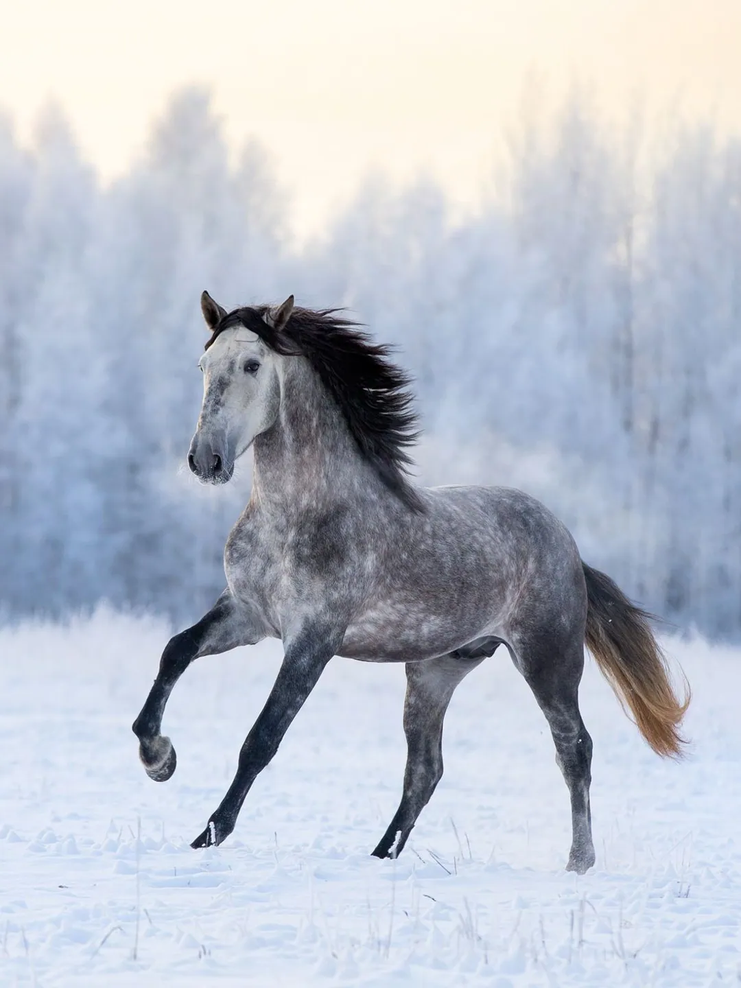 A photograph of a dapple-grey Andalusian trotting loose through snow, frosted birches behind her.
