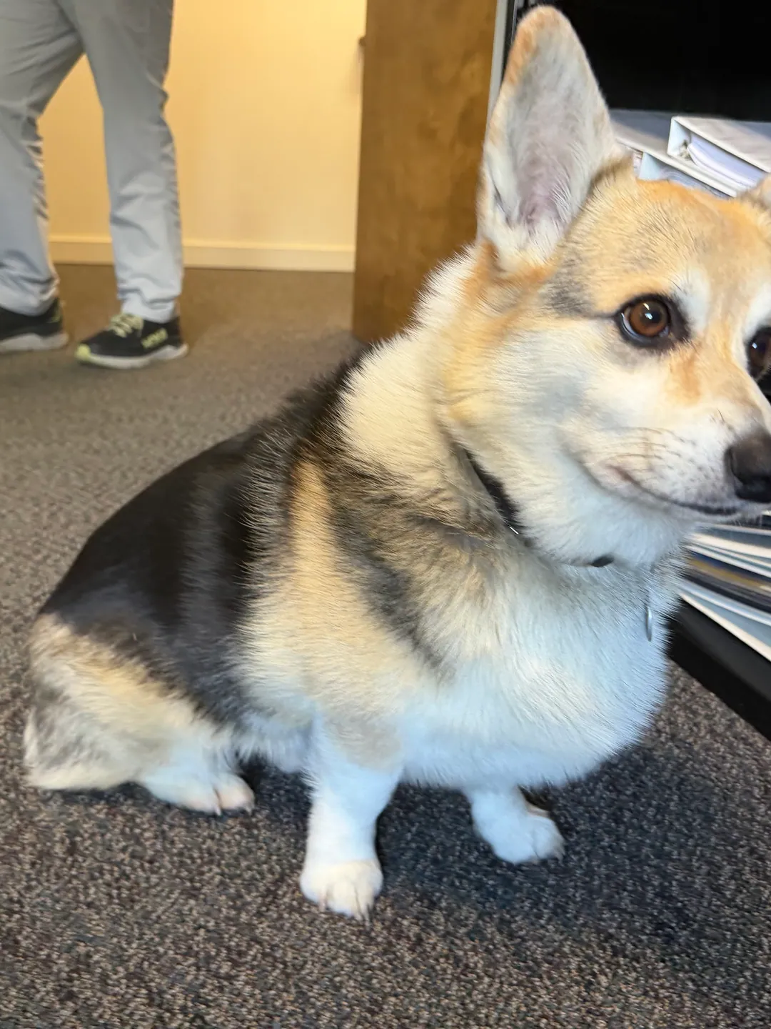 A snapshot of a corgi lying upside-down on a sofa.