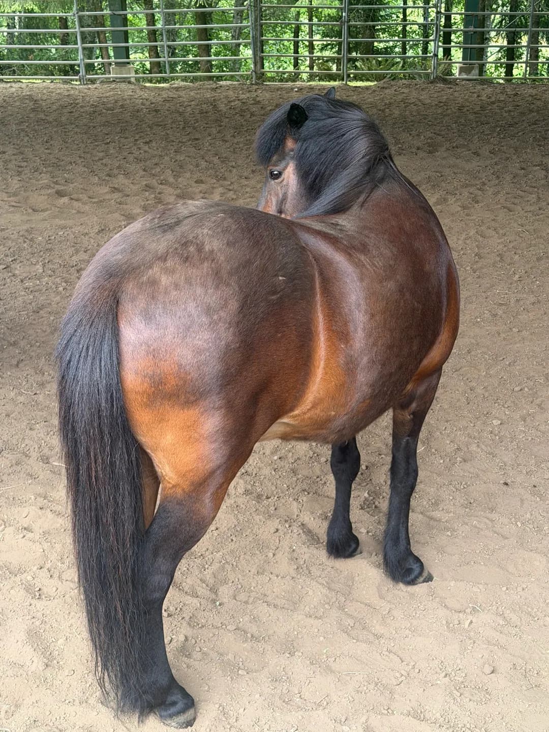 A phone photograph of a bay horse in a sand arena, turned away, looking back over its shoulder.
