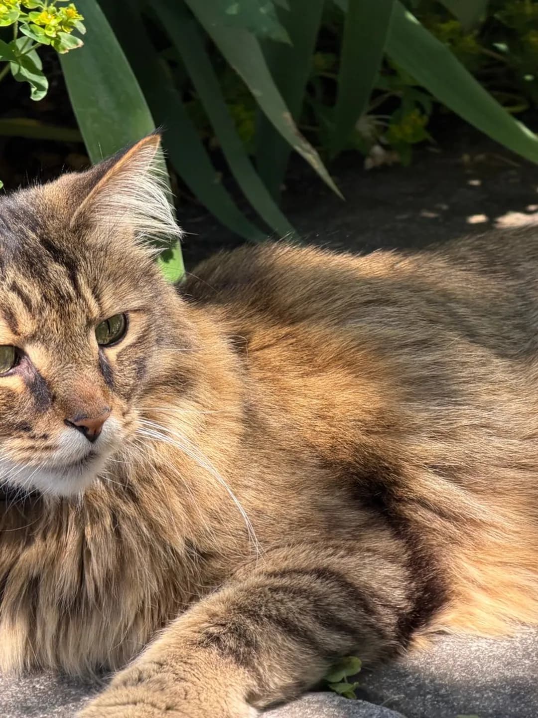 A phone photograph of a long-haired tabby lying in the sun beside a garden bed.