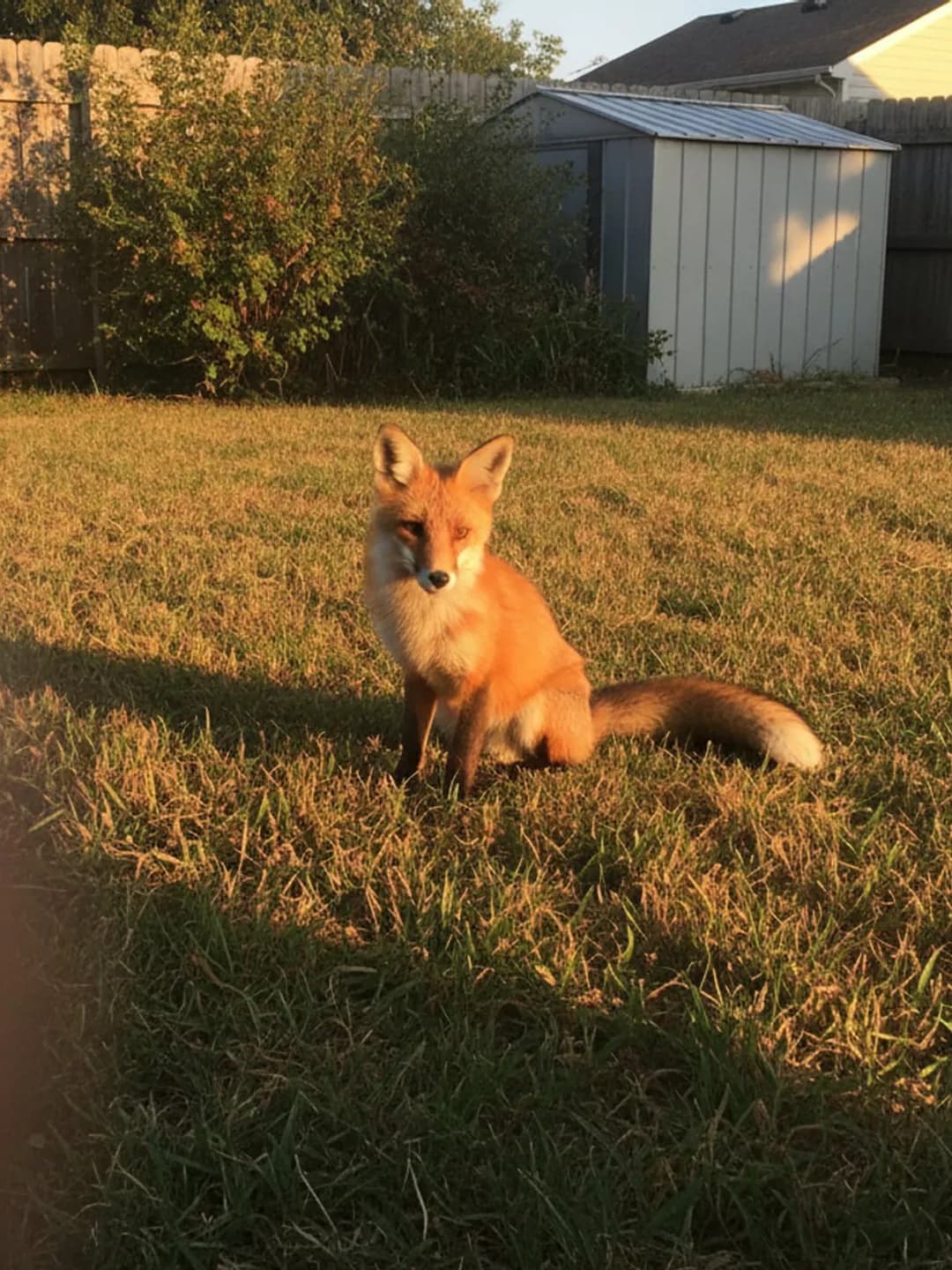 A photograph of a red fox sitting in a suburban back garden.