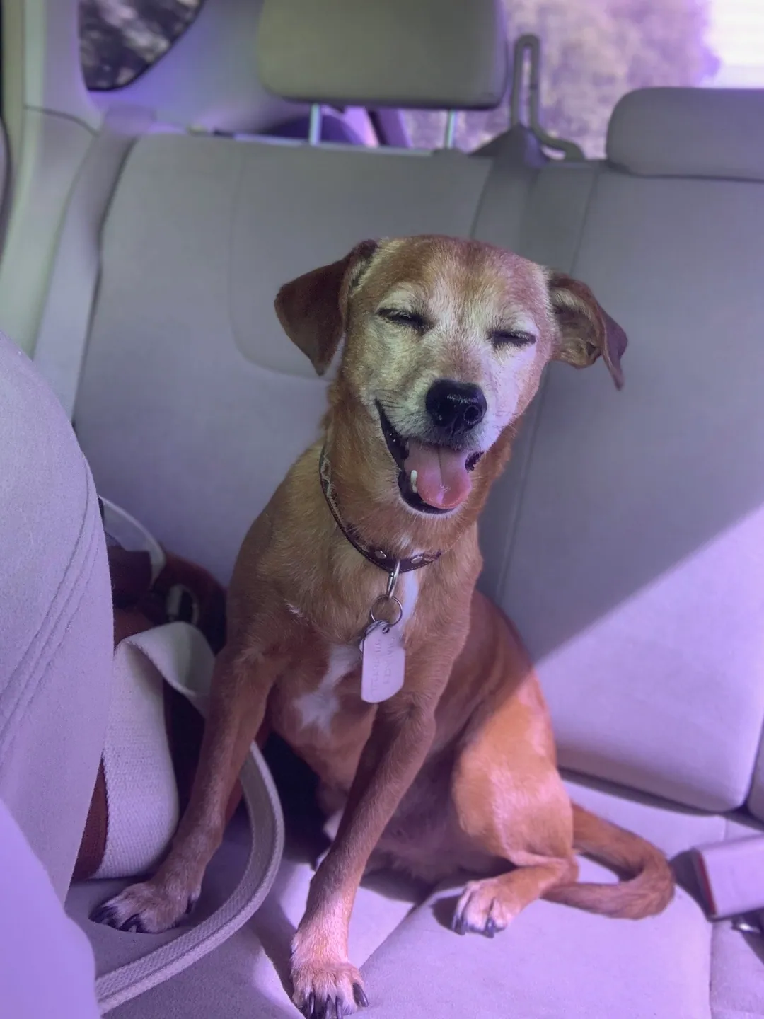 A snapshot of a brown dog grinning in the back seat of a car.